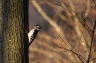 A Hairy Woodpecker on a Tree