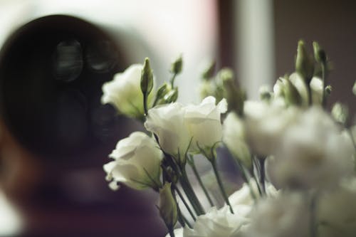Безкоштовне стокове фото на тему «білі троянди, впритул, квіти» стокове фото