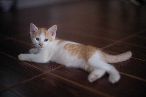 Fotobanka s bezplatnými fotkami na tému domáce zviera, mačka, podlaha