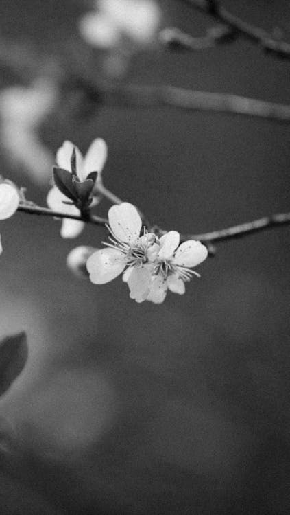 A Grayscale of Cherry Blossoms in Bloom · Free Stock Photo