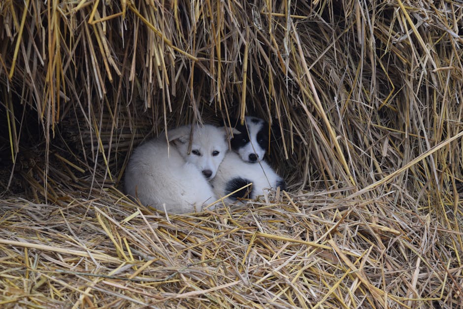 Cute Little Puppies Lying on Straw Bales