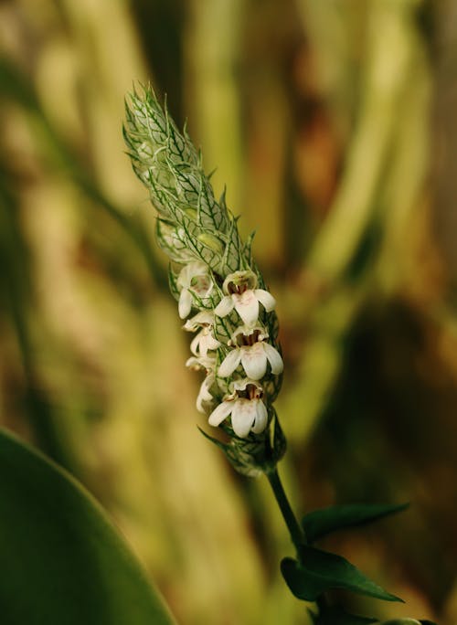 Stem of a Plant with White Flowers in Tilt Shift Lens