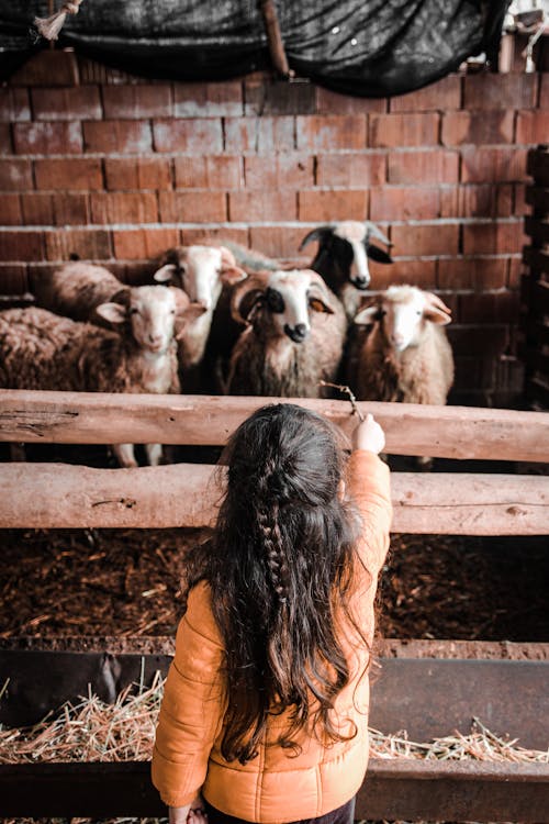 A Girl Looking at the Herd of Sheep while Standing Near the Wooden Fence