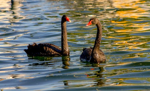 Swans in Body of Water