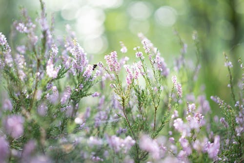 Bee on Blooming Flowers