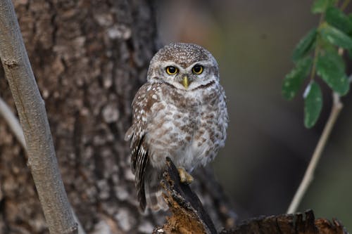 Foto profissional grátis de animais selvagens, animal, ave