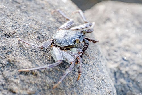Free Close-Up Shot of a Crab on a Rock  Stock Photo
