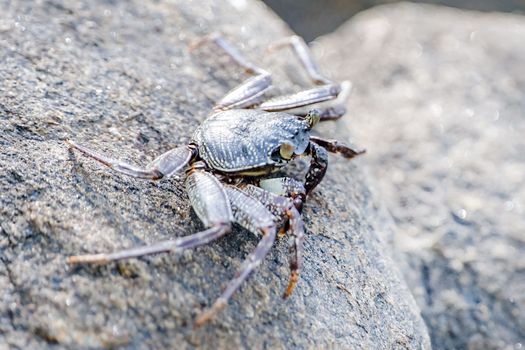 Detailed close-up of a crab resting on a textured rock, showcasing its intricate shell design.