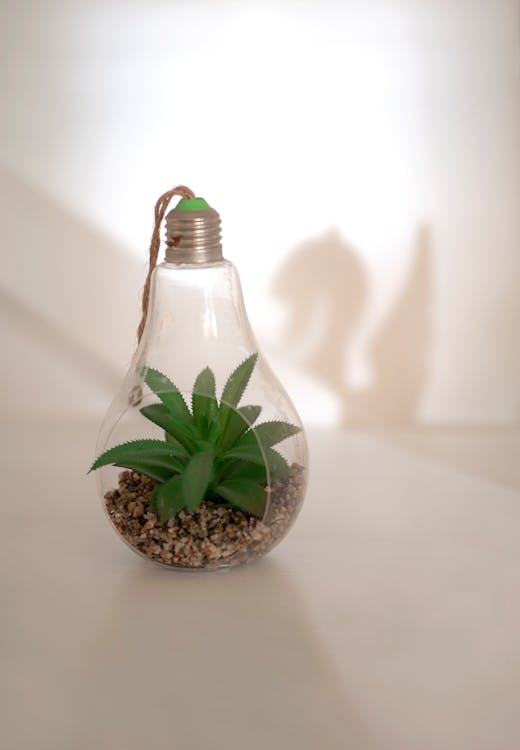 A Bulb with Green Plant Inside