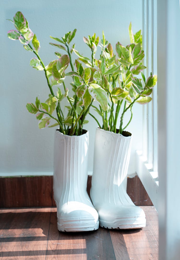 Plants In Boots