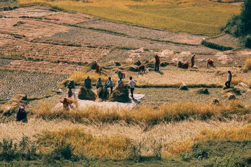 Free Aerial view of farmers harvesting rice in terraced fields during a sunny day. Stock Photo