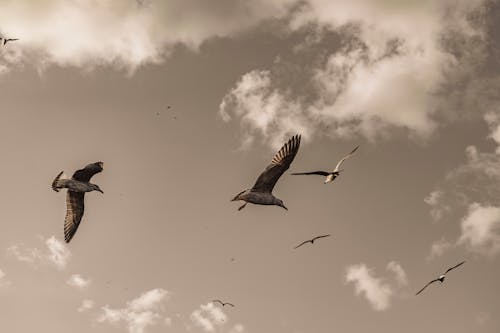 Gratis lagerfoto af birds_flying, blå himmel, fugl