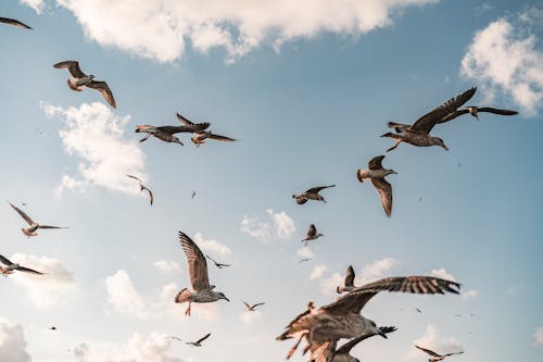 Kostenloses Stock Foto zu fliegen, herde, himmel