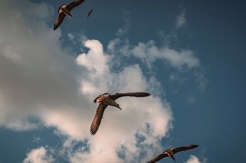 Free Low Angle Shot of Birds Flying Under Blue Sky Stock Photo