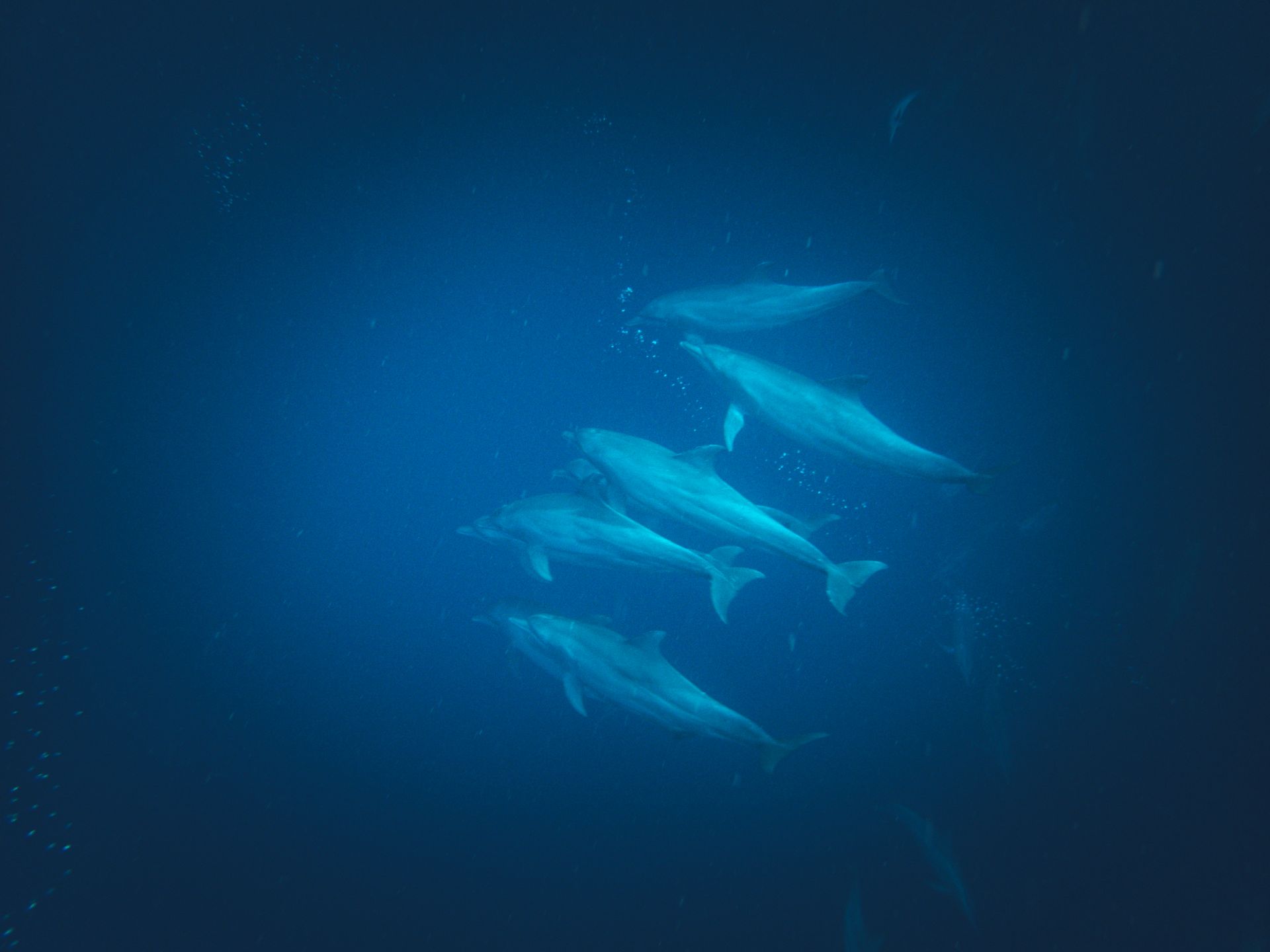 A mesmerizing view of a pod of dolphins gracefully swimming underwater in deep blue ocean waters.