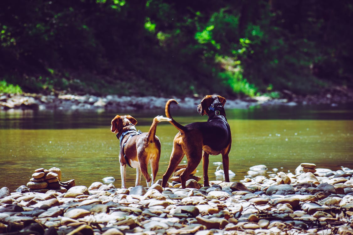 Free Two Adult Harrier Dogs Standing Beside River Stock Photo