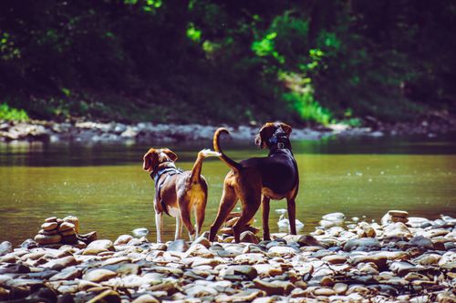 Free Two dogs enjoying nature by a calm river with rocks in daylight. Stock Photo