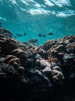 Diverse coral reef with fish swimming in clear blue ocean waters.