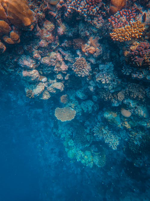 Brown Coral Reef in the Water
