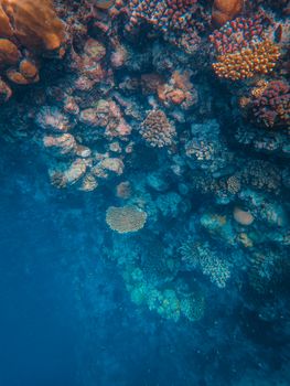 Explore the vibrant colors and intricate formations of a coral reef submerged in the deep blue ocean.