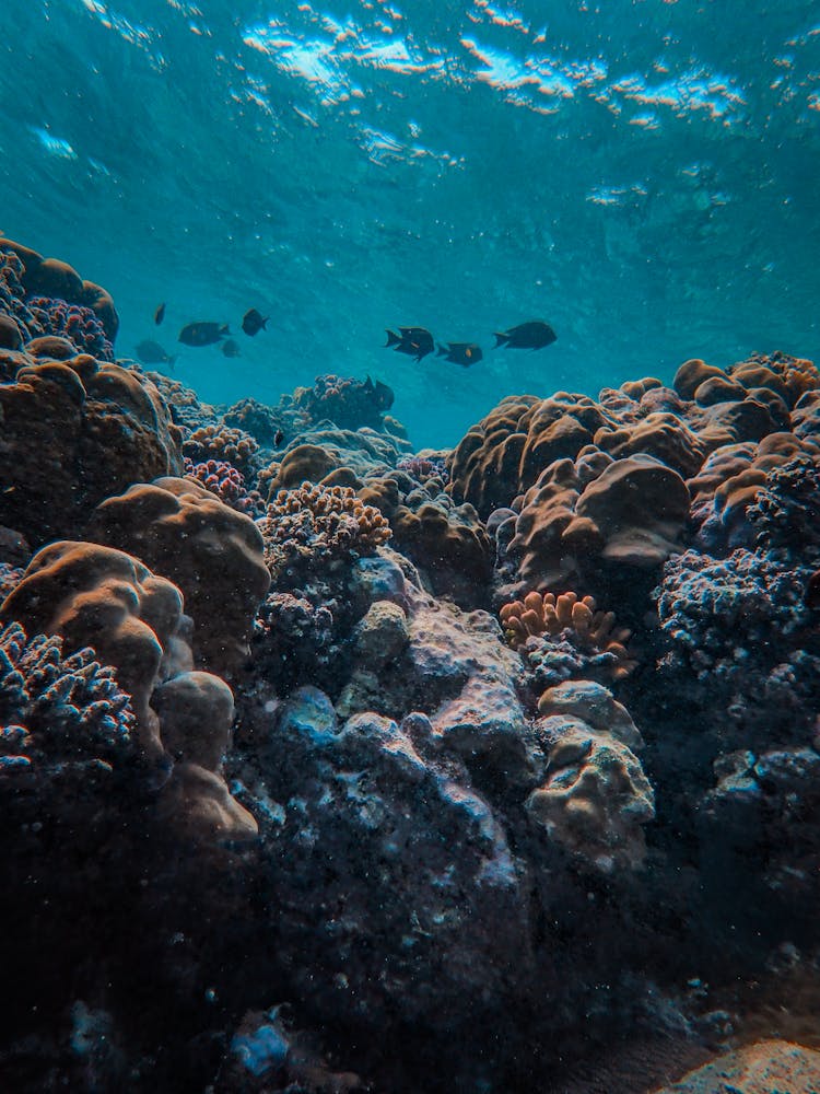 School Of Fish Swimming Near Coral Reefs