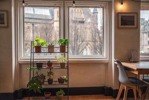 Potted Plants on a Rack Near the Glass Window