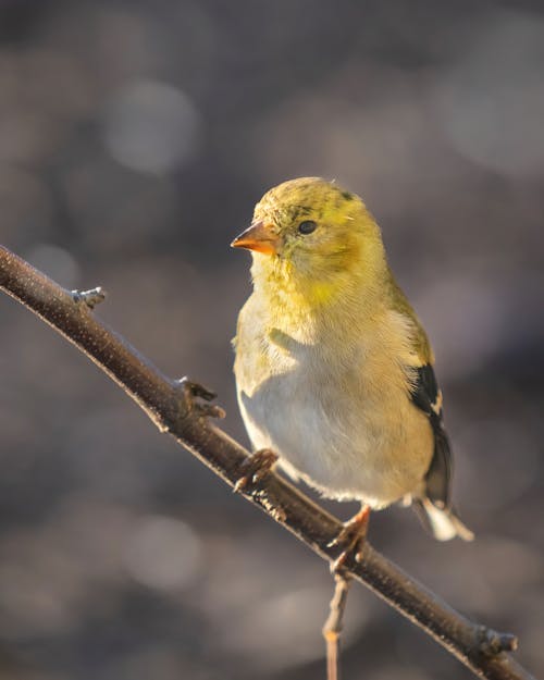 Free Yellow and White Bird on Brown Tree Branch Stock Photo