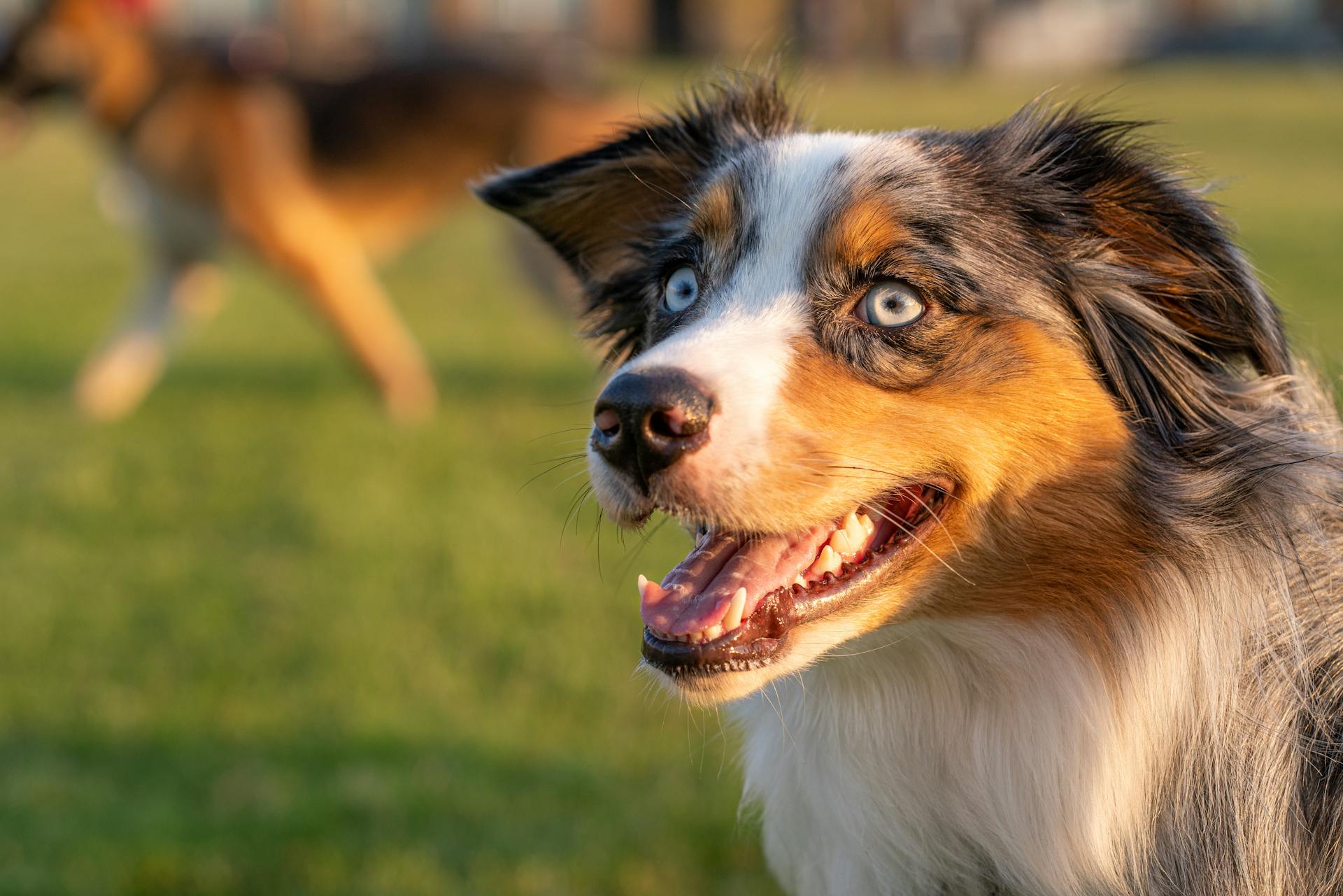 Een close-up van een Australische herder