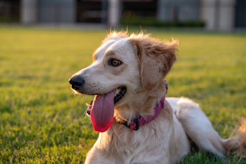 Close-Up Shot of a Dog 