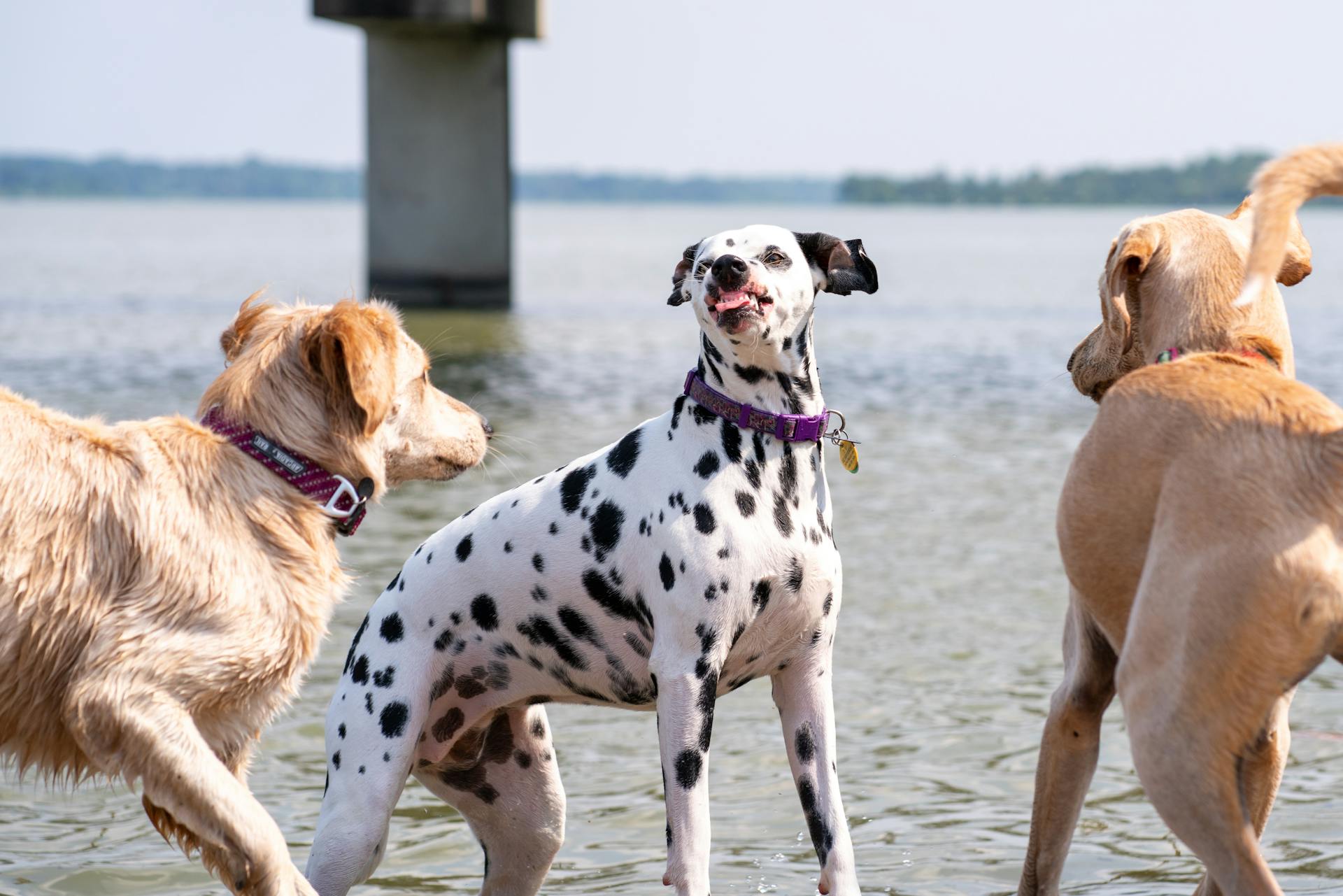 Dogs Playing on the Water