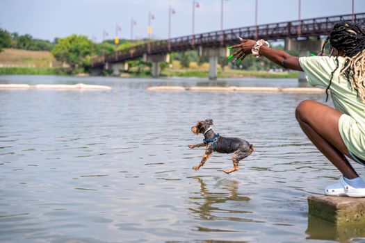 Black and Tan Short Coat Small Dog Running on Water