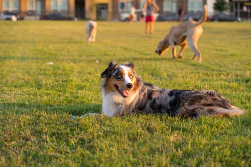 Dog on Green Grass Field