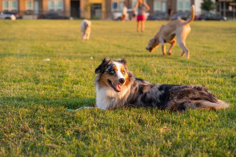 Onsite dog park at a luxury apartment complex - 1 bedroom pet friendly apartments near me Onsite dog park at a luxury apartment complex - 1 bedroom pet friendly apartments near me