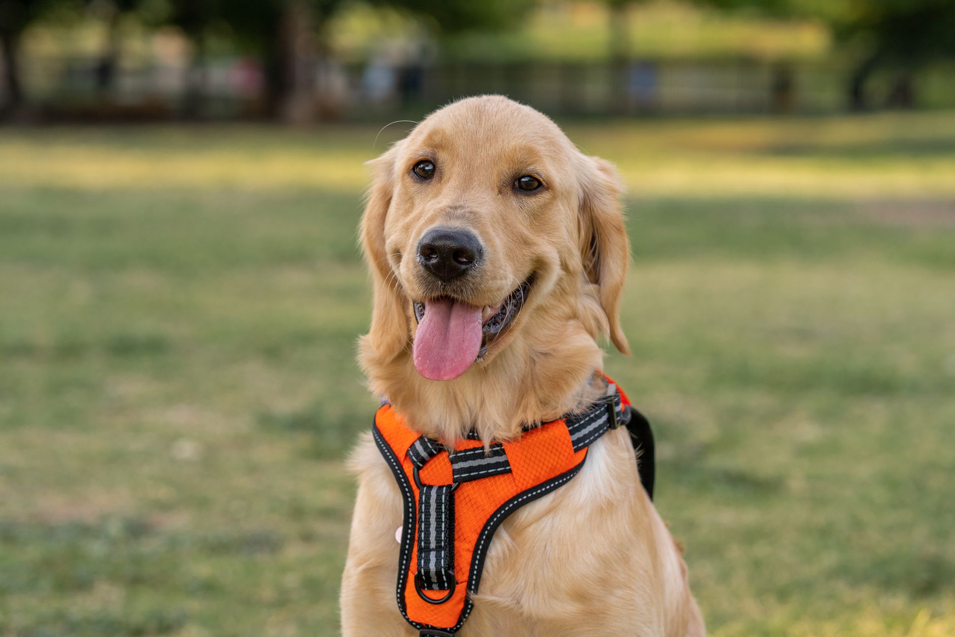 Best Dog Harness for Large Dogs (2026)