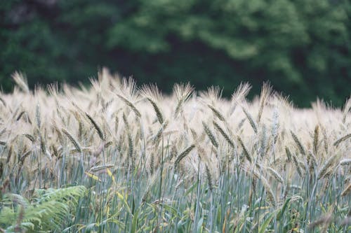 Unharvested Grain Field of Rye