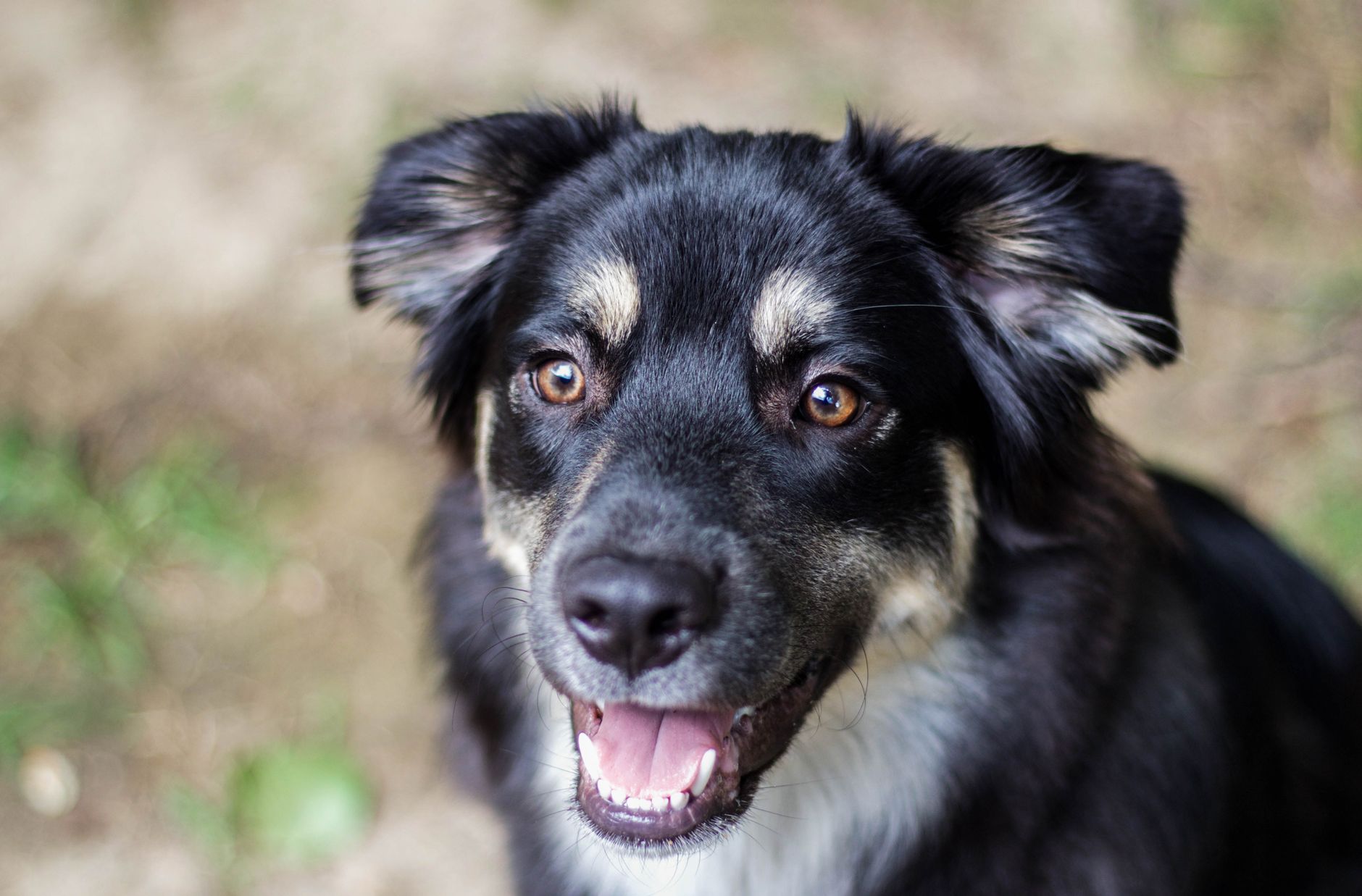 Veterinary care for a dog