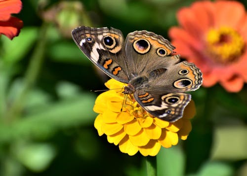 Free Buckeye Butterfly Perched on Yellow Flower Stock Photo