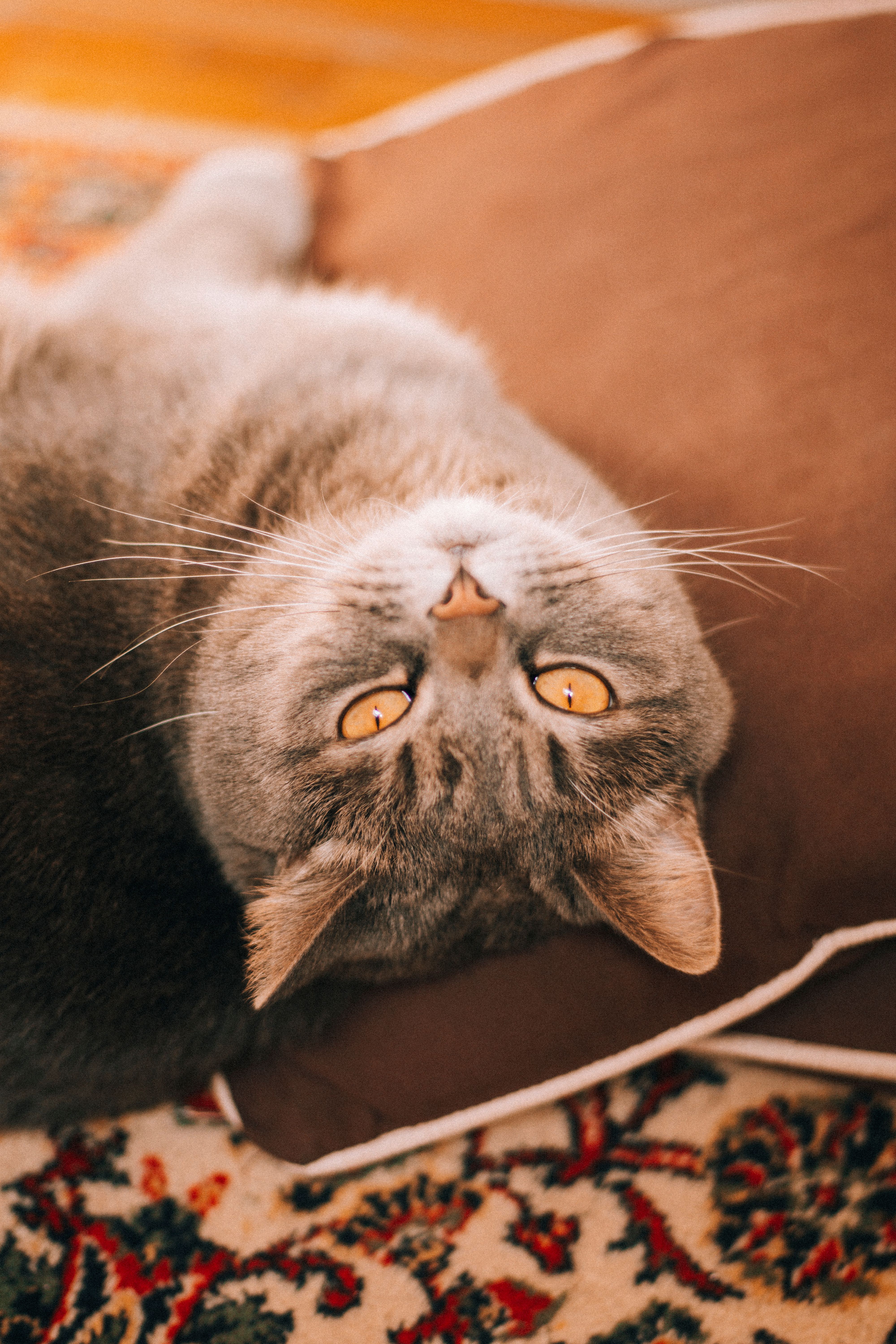 Adorable British Shorthair cat lying on a pillow with a warm, relaxed expression indoors.