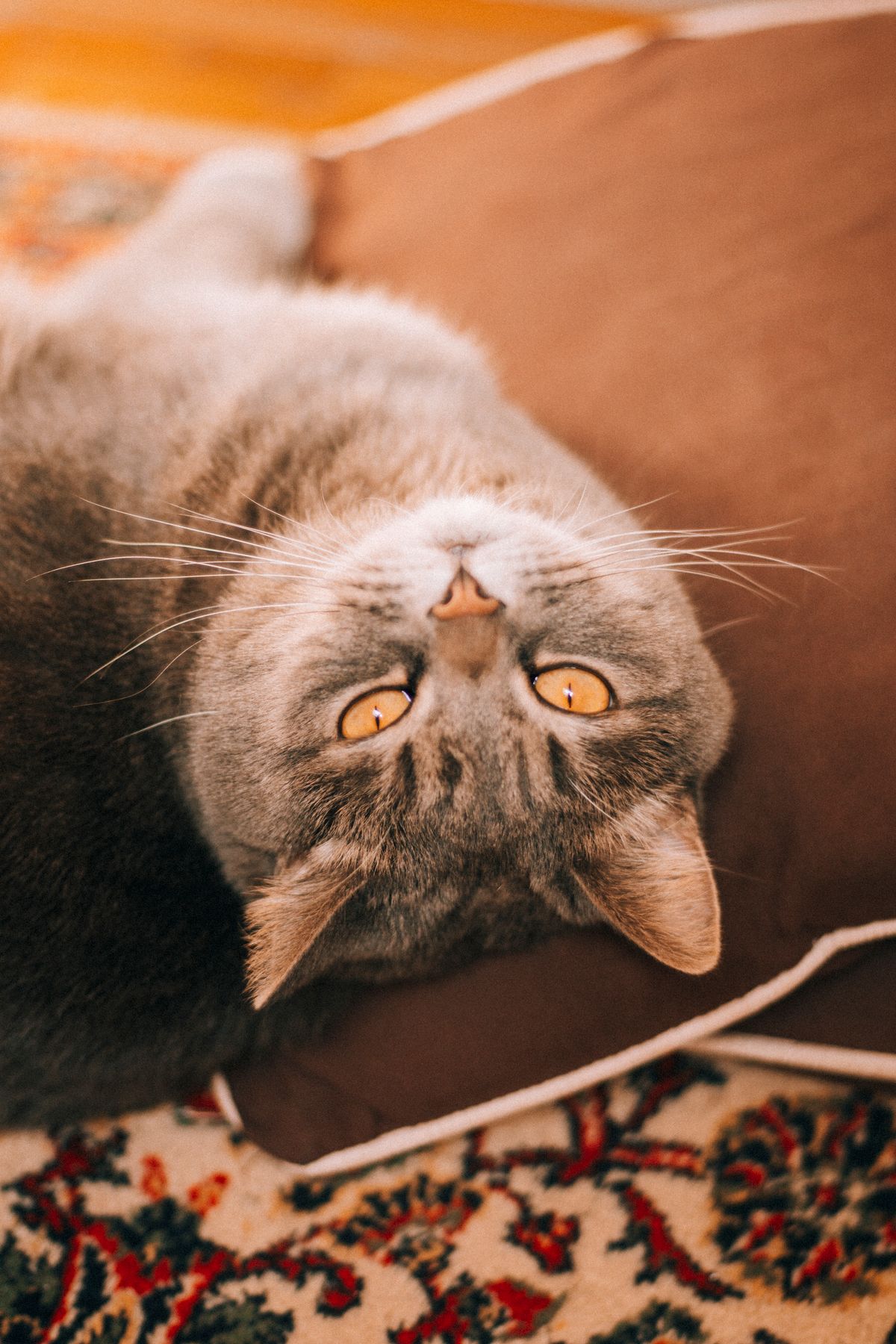 5 Homemade Cat Food Recipes for Sensitive Stomachs (Vet-Approved)