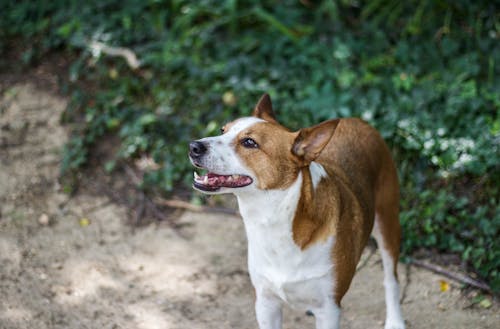 Fotobanka s bezplatnými fotkami na tému basendži, basenji hovädzieho dobytka mix, pes