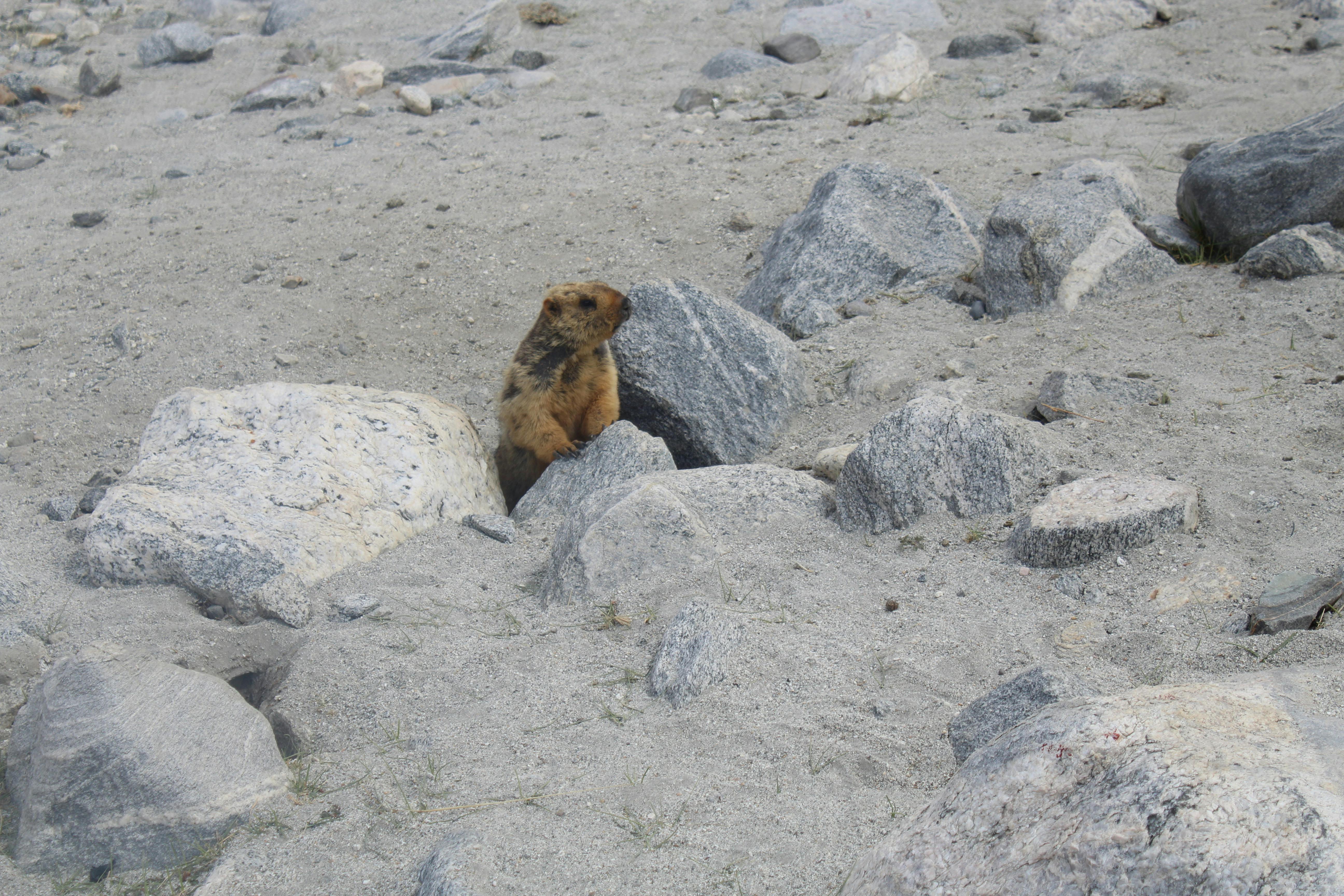 Foto Stok Gratis Tentang Binatang Imut Binatang Lucu Hewan Imut