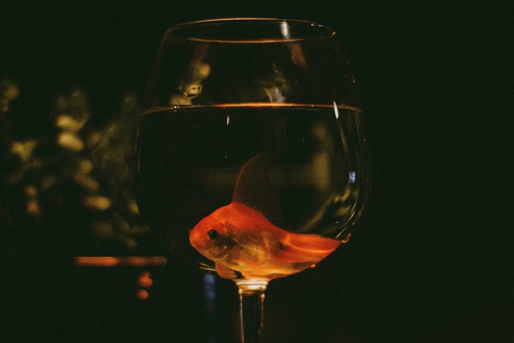 Gold Fish Swimming On Goblet Glass