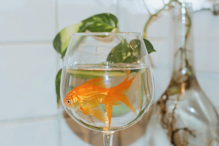 A Cute Little Gold Fish On Goblet Glass