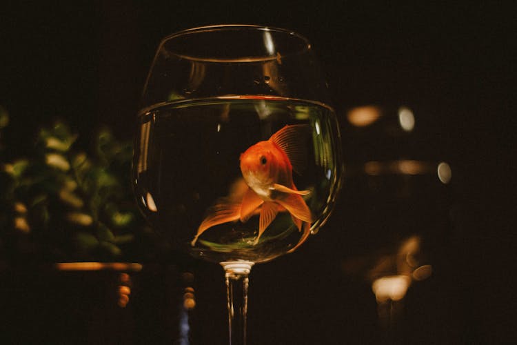 Cute Gold Fish On A Goblet Glass With Water