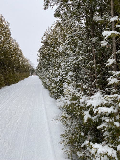 Photo of Trees Covered with Snow