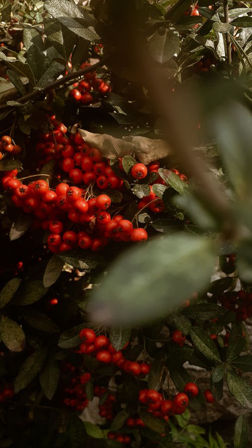 Free stock photo of çiçek, flower, orange Stock Photo