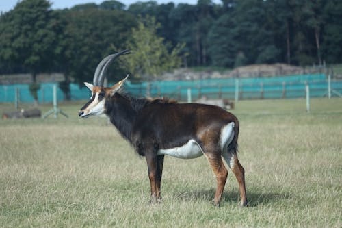 antilop, hayvan, mera içeren Ücretsiz stok fotoğraf