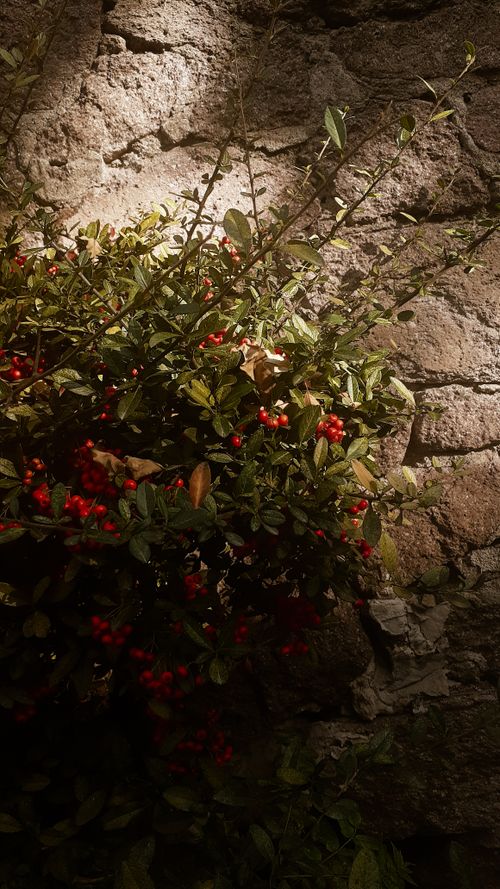 Free stock photo of çiçek, flower, umut Stock Photo
