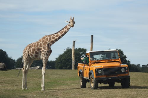 Giraffe Near a Truck