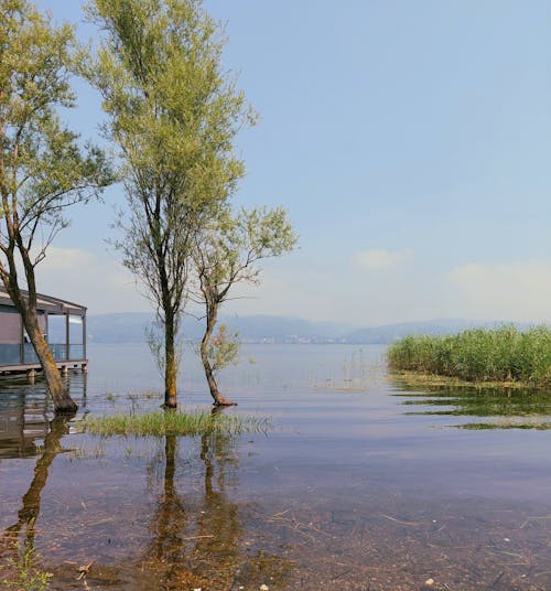 Free stock photo of lake, reeds
